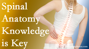 Young Chiropractic understands spinal anatomy well – a benefit to everyday chiropractic practice!